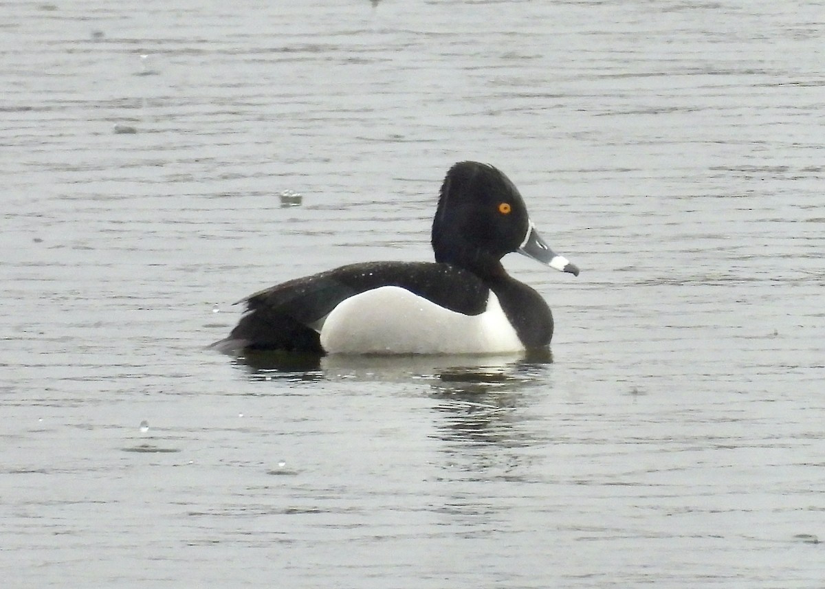 Ring-necked Duck - ML616533868