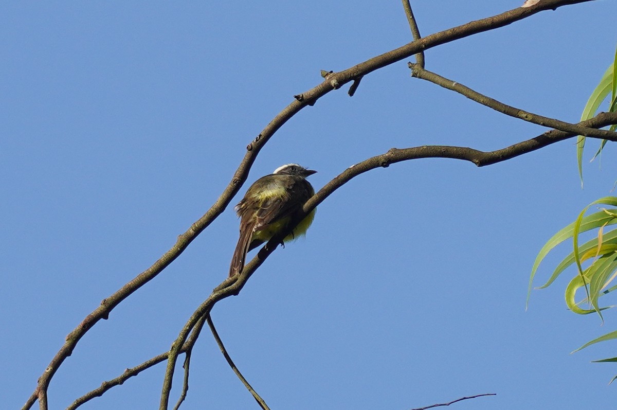 Social Flycatcher - Cameron Eckert