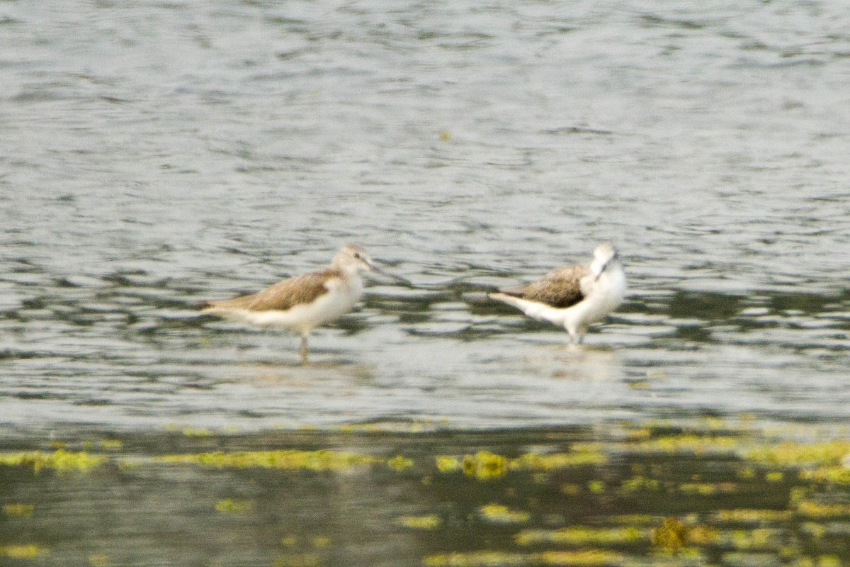 Common Greenshank - ML616533954