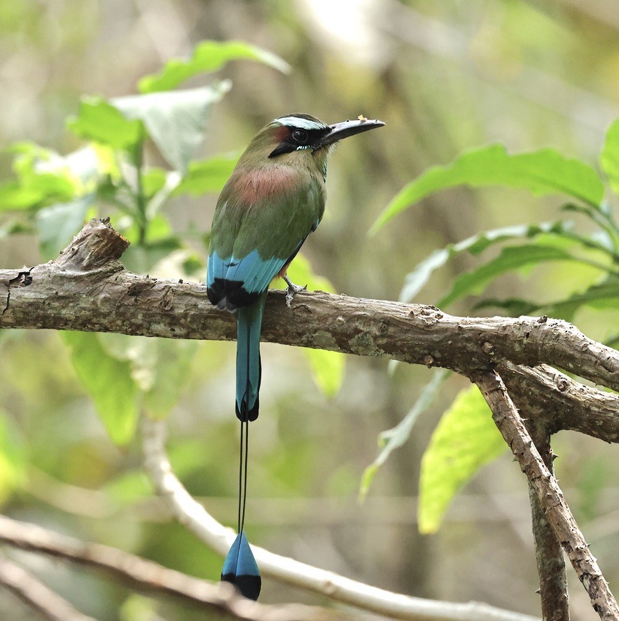 Turquoise-browed Motmot - Albert Linkowski