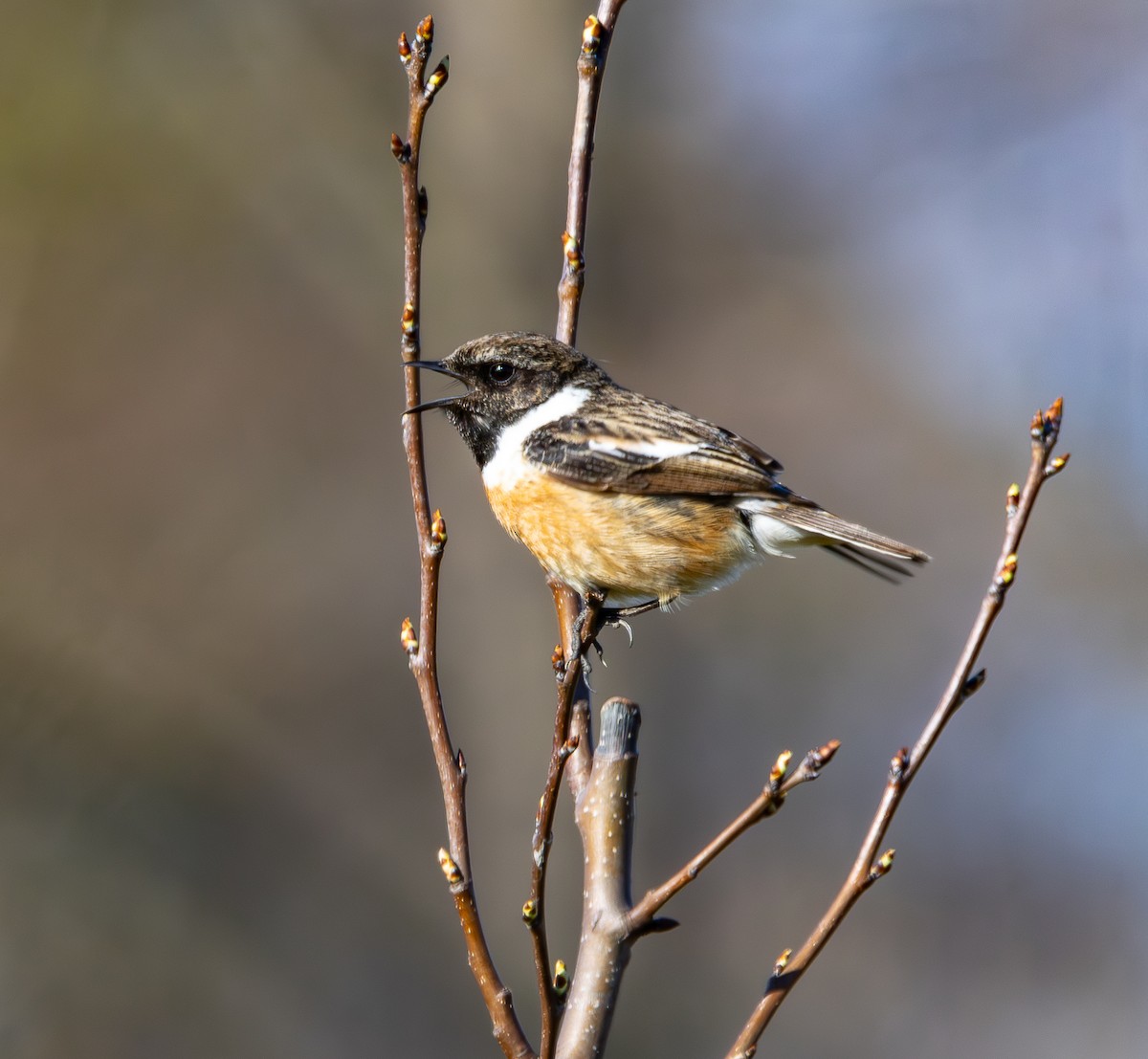 European Stonechat - Paulina Leśniak