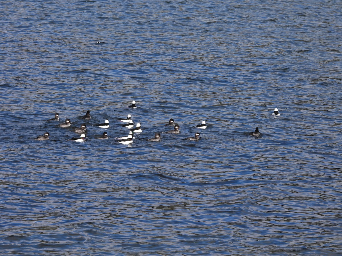 Bufflehead - ML616533975