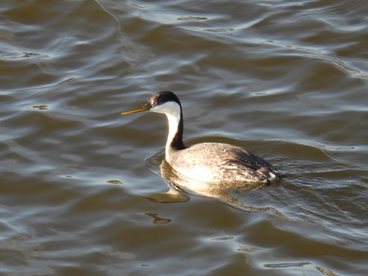 Western Grebe - ML616533977