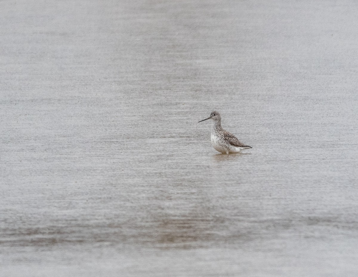 Greater Yellowlegs - cynthia mullens