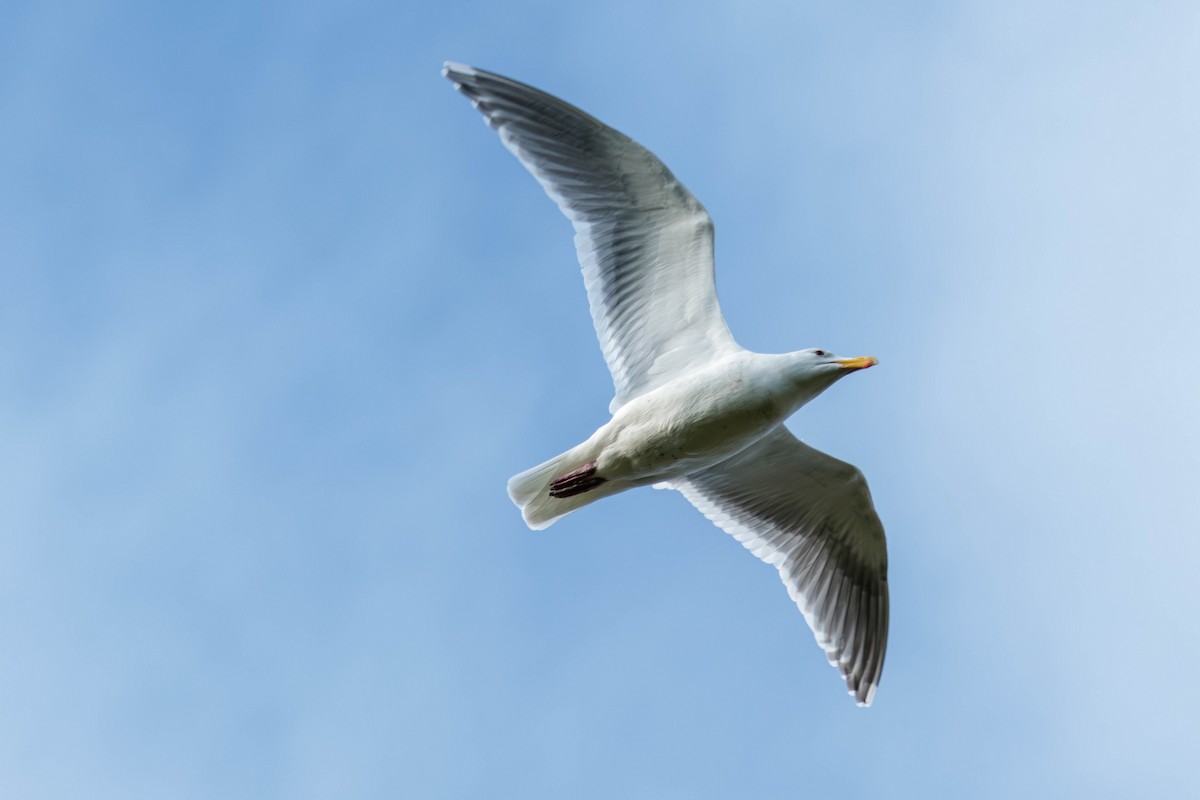 Glaucous-winged Gull - ML616534002