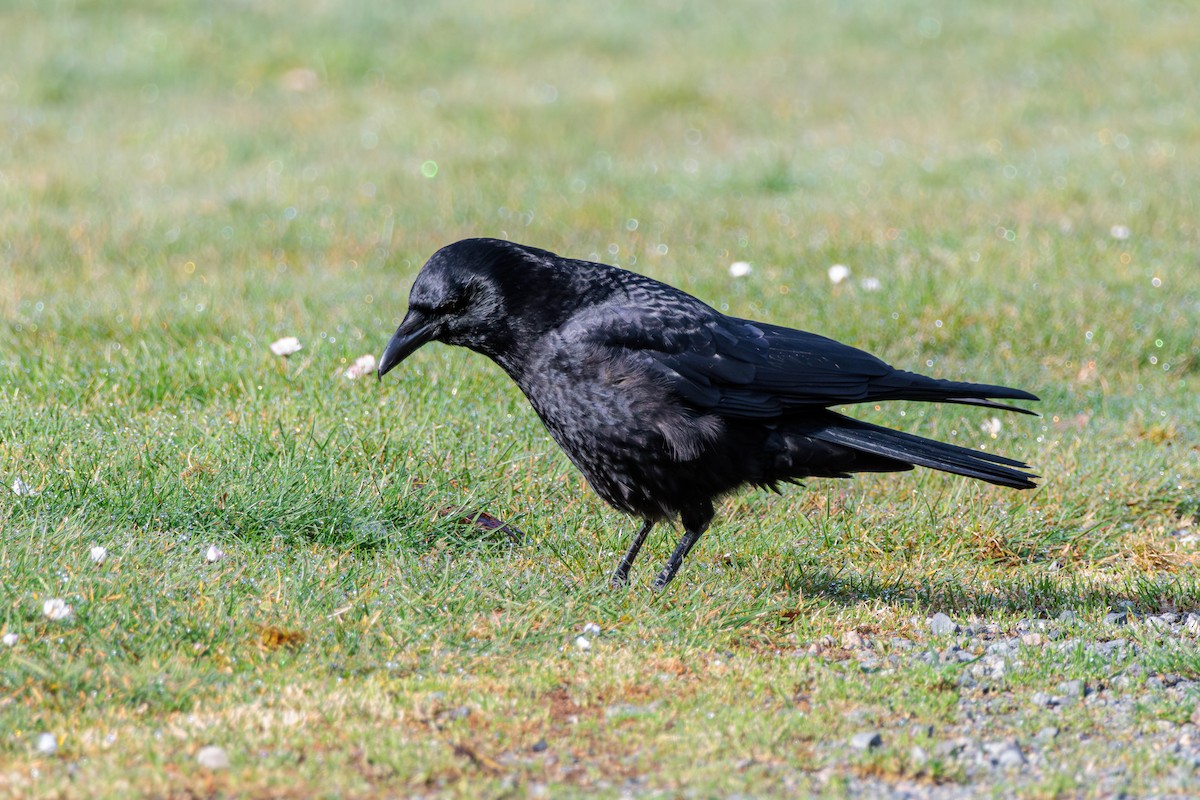 American Crow - ML616534013