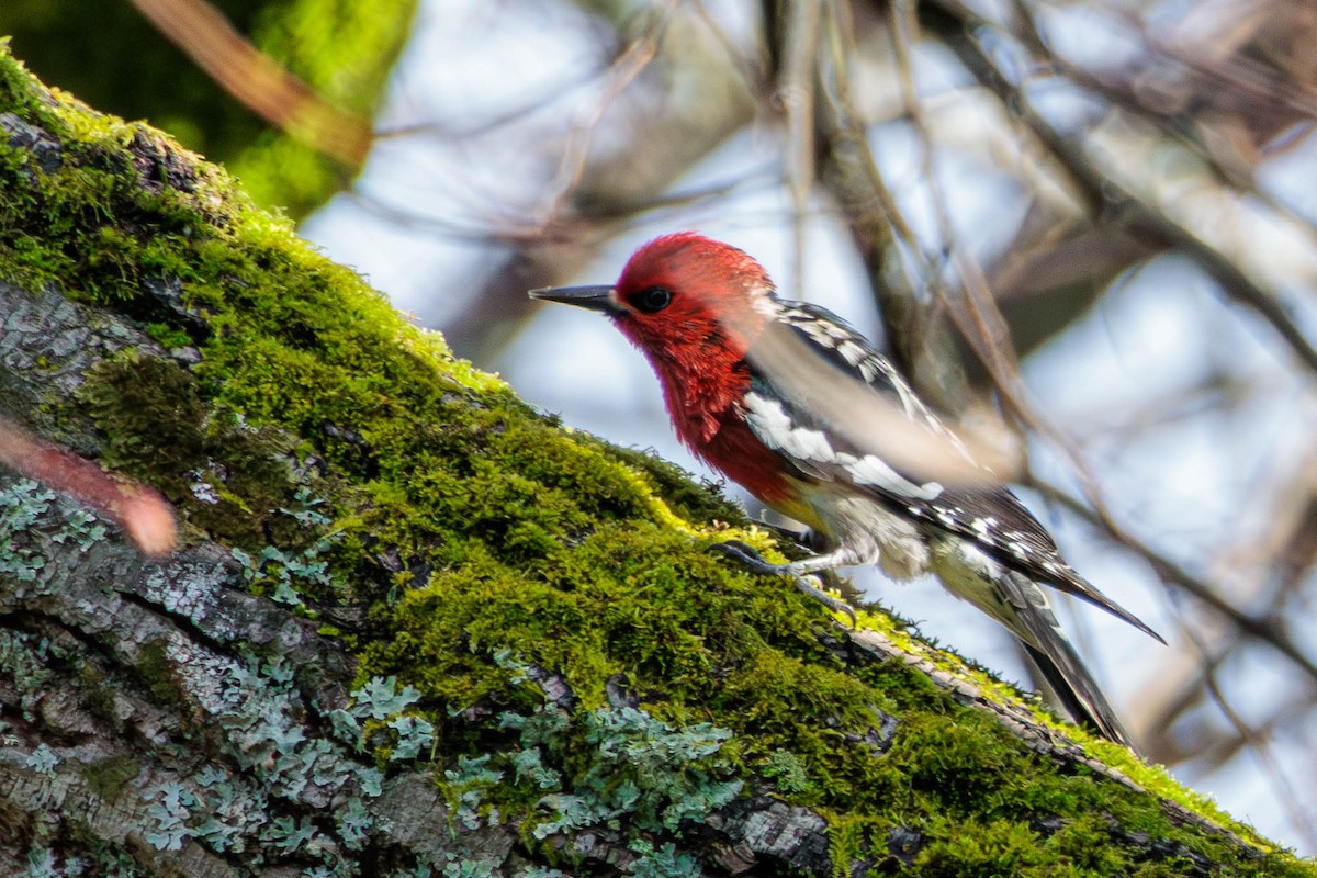 Red-breasted Sapsucker - ML616534034