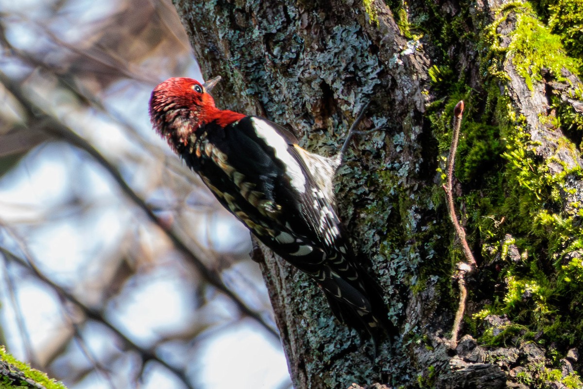 Red-breasted Sapsucker - ML616534035
