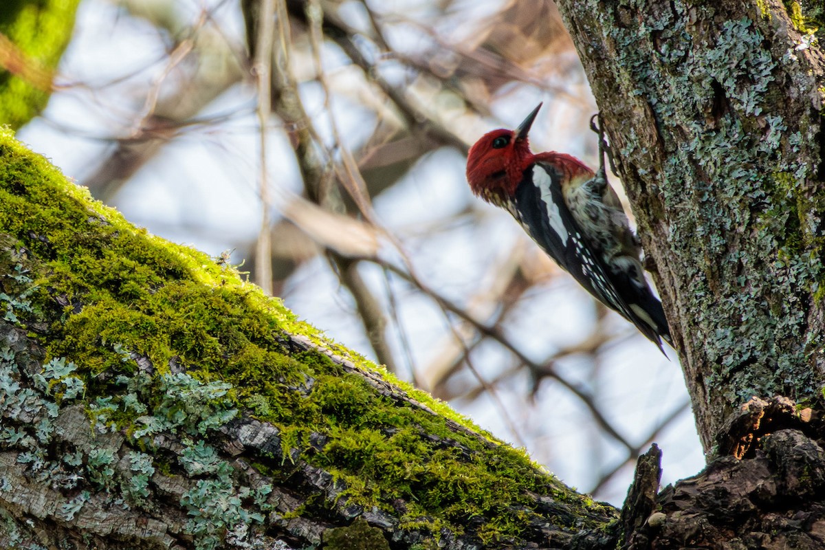 Red-breasted Sapsucker - ML616534036