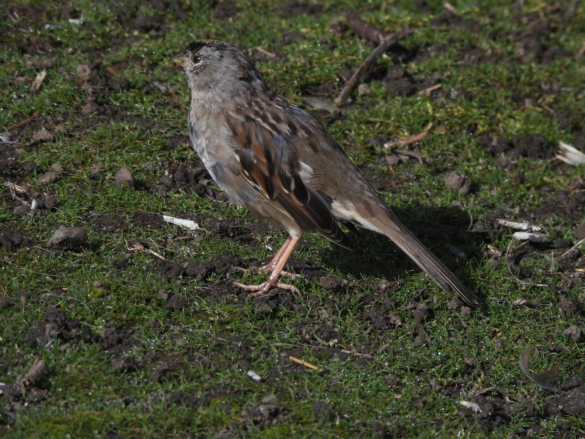 Golden-crowned Sparrow - ML616534047
