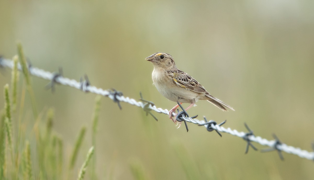 Grasshopper Sparrow - Michelle Schreder