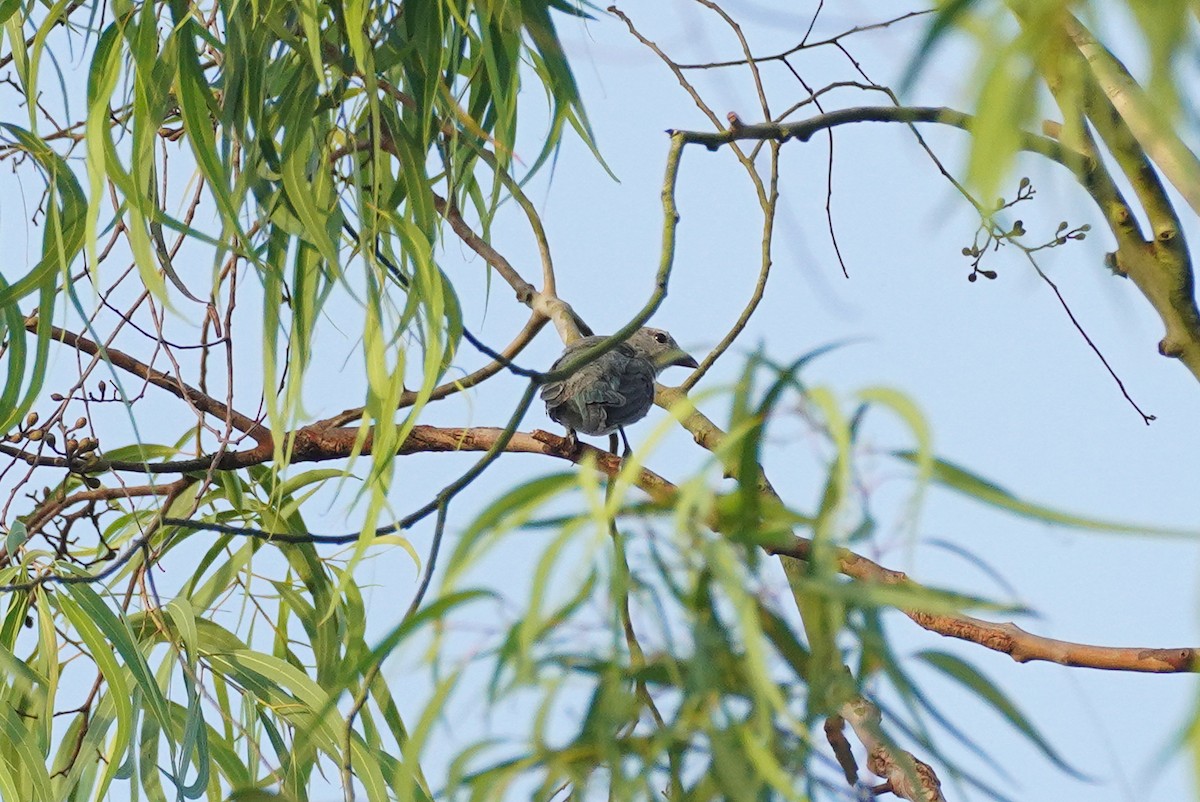 Sayaca Tanager - ML616534091