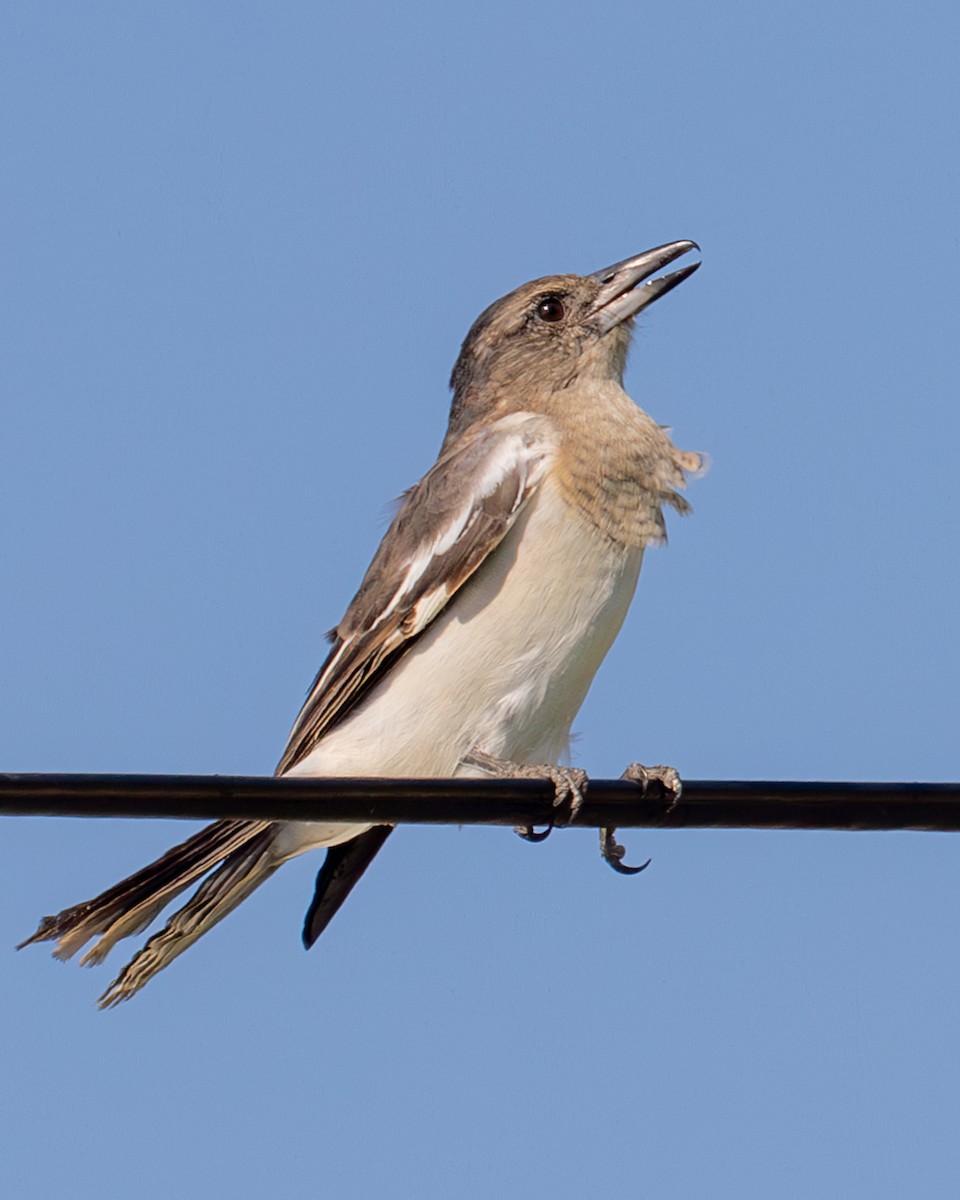 Pied Butcherbird - Nina Beilby