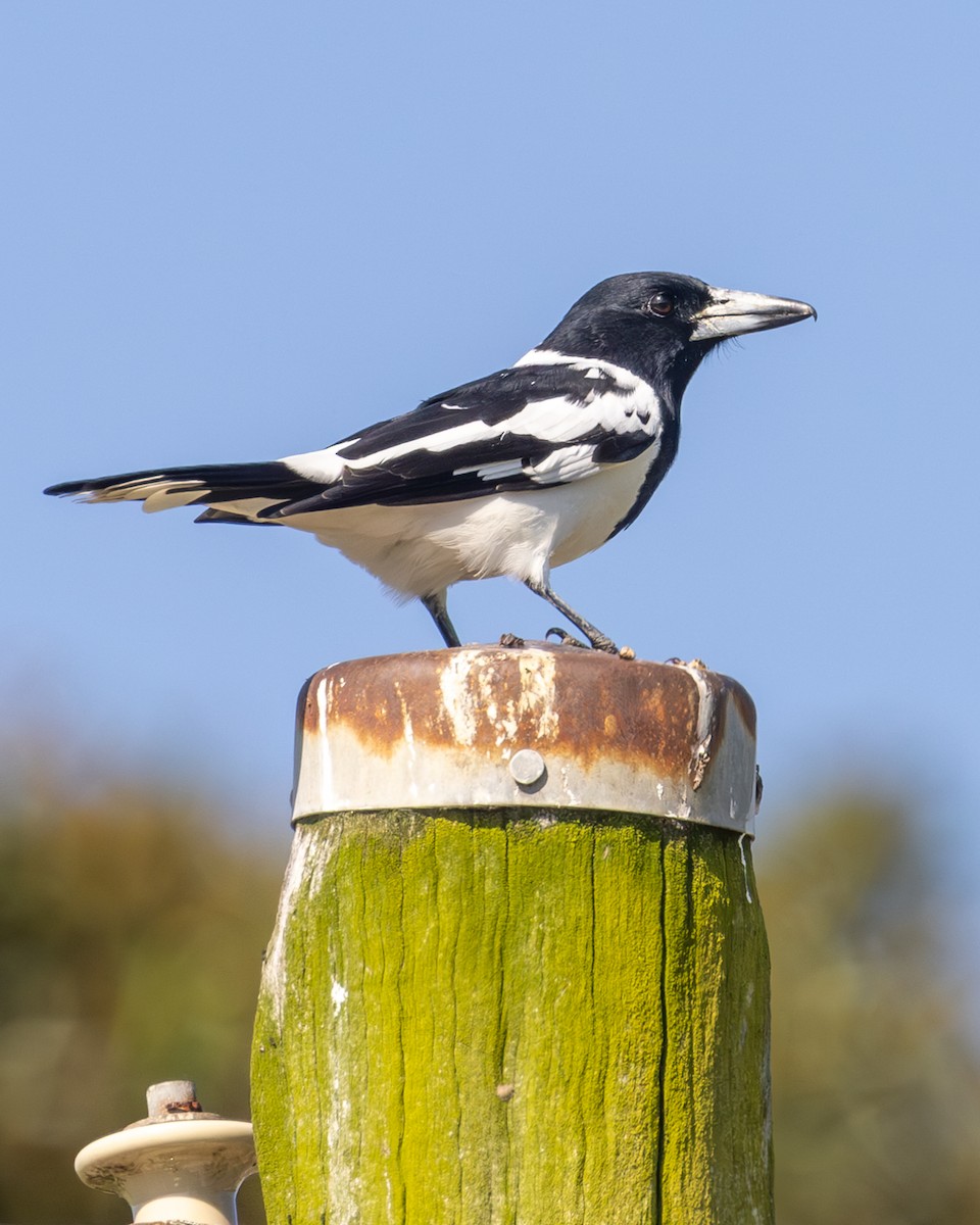 Pied Butcherbird - ML616534106