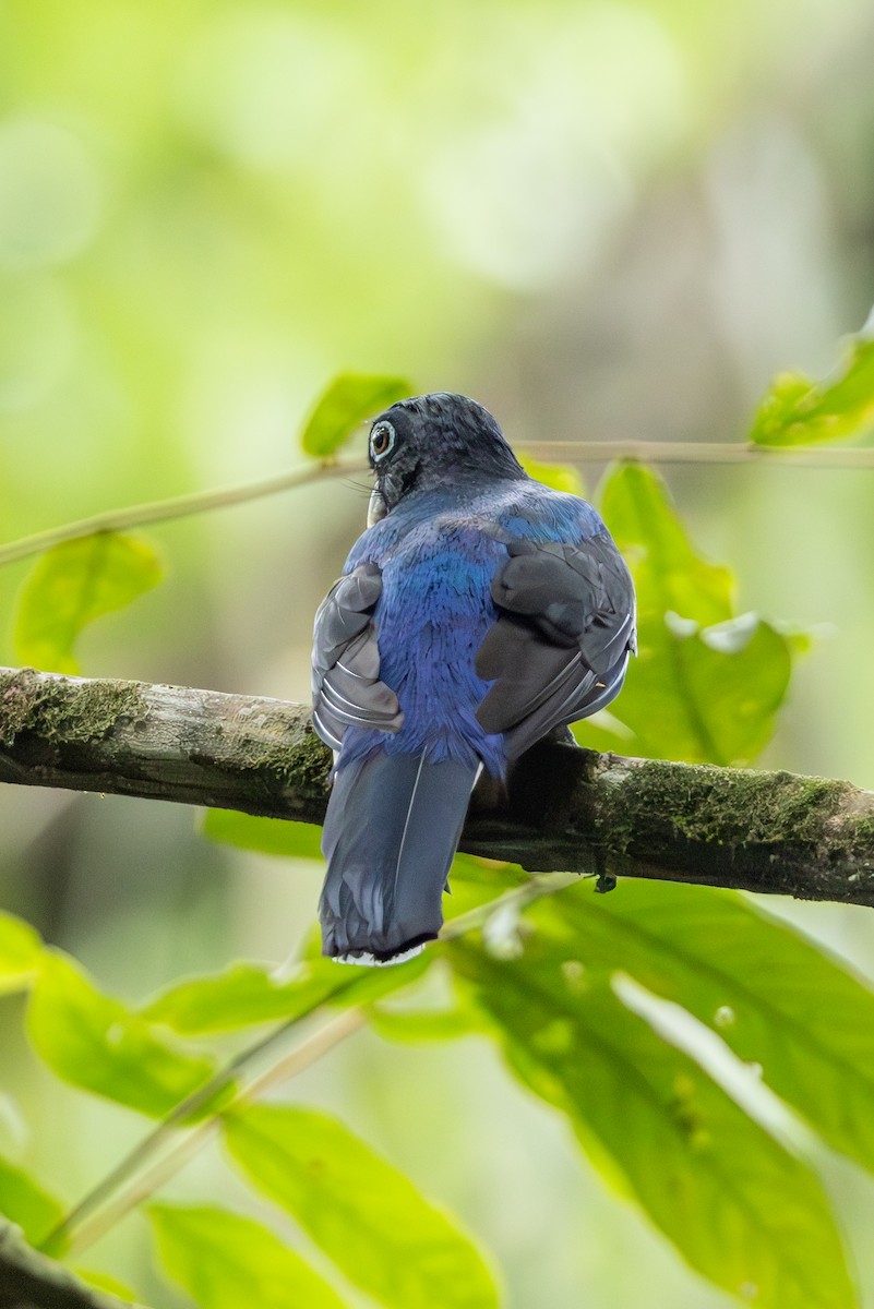 trogon zelenohřbetý - ML616534112