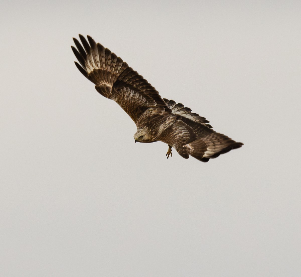 Rough-legged Hawk - ML616534121