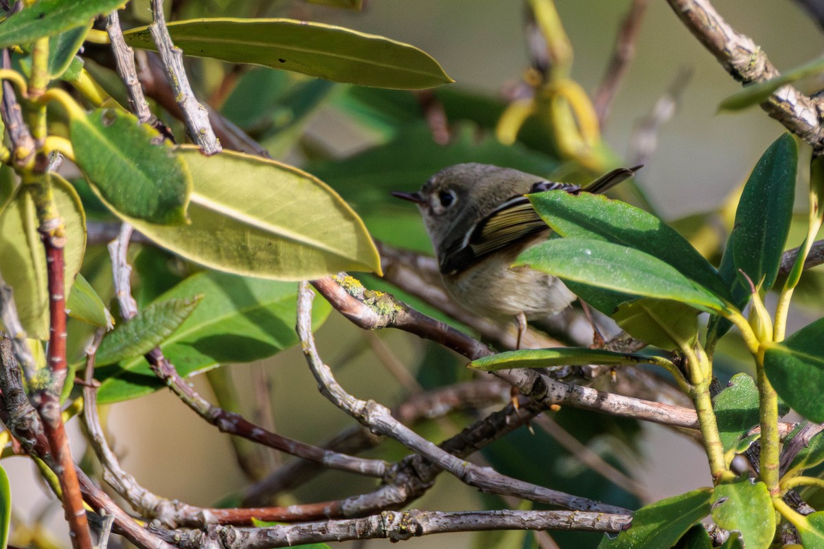 Ruby-crowned Kinglet - ML616534170