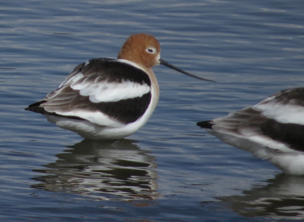 Avocette d'Amérique - ML616534179