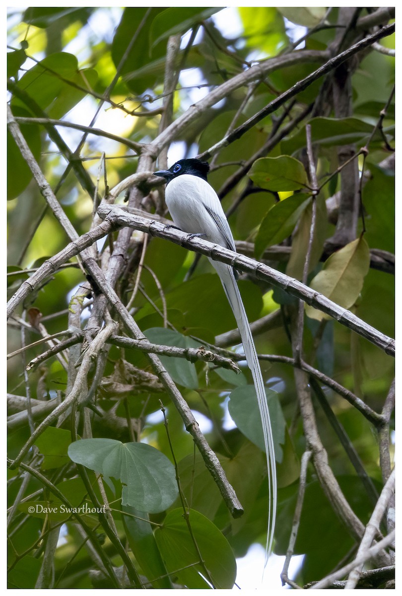 Blyth's Paradise-Flycatcher (Blyth's) - ML616534203