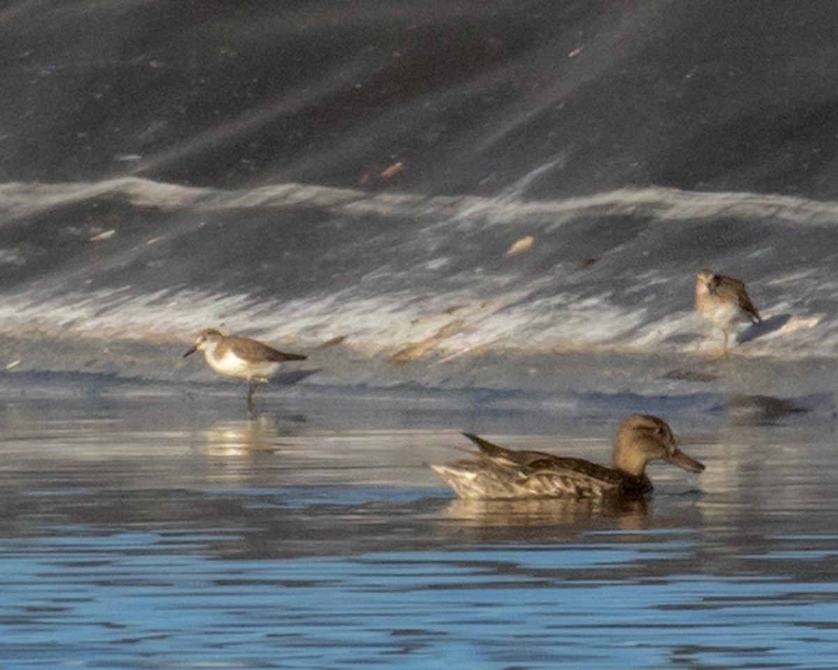 Semipalmated Sandpiper - ML616534211