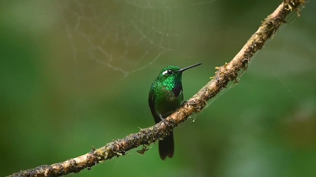 Purple-bibbed Whitetip - ML616534240