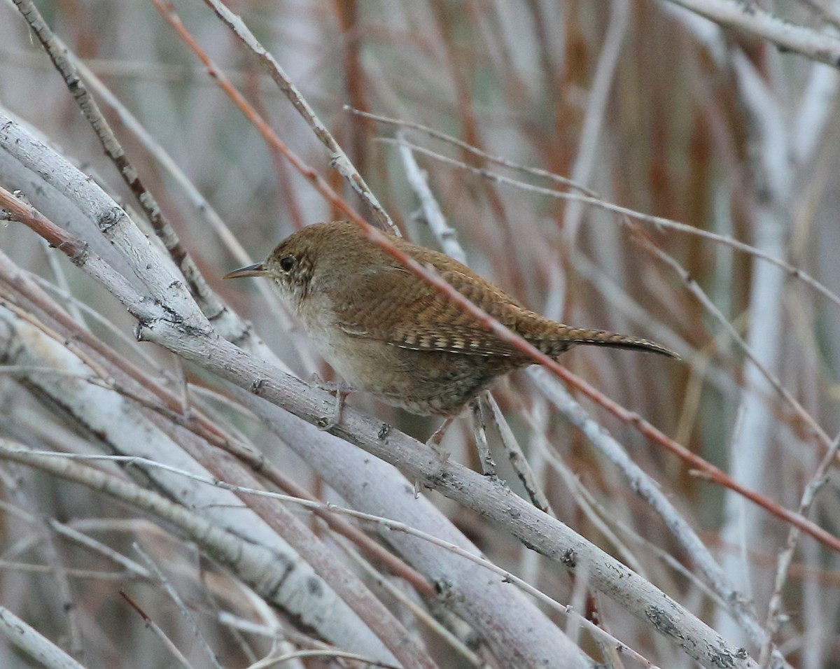 House Wren - Rob Lowry