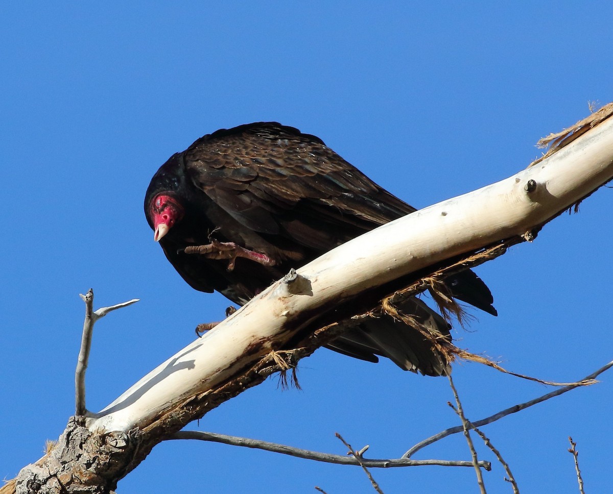 Turkey Vulture - Rob Lowry