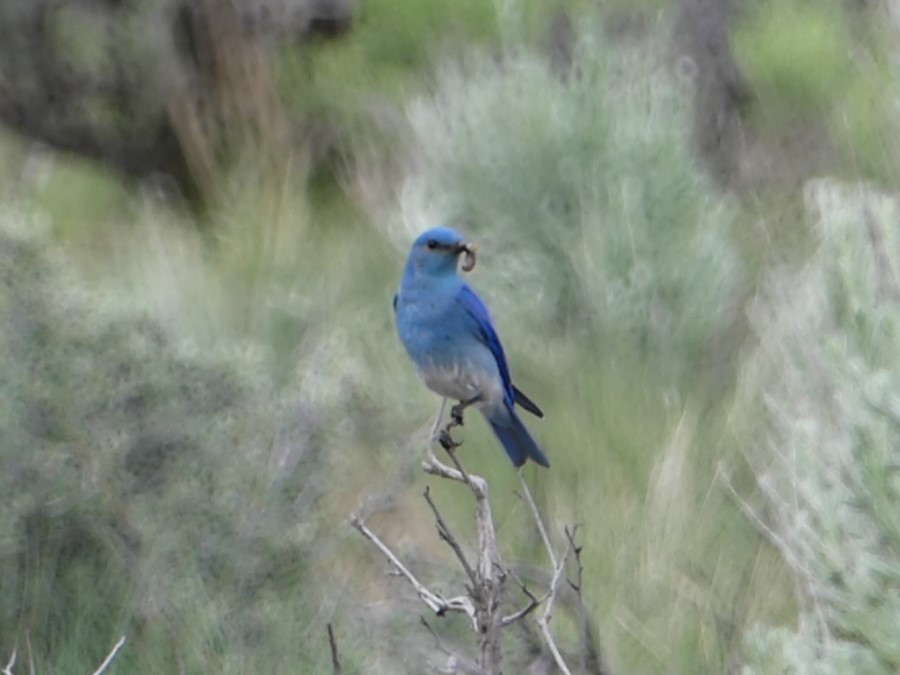 Mountain Bluebird - ML616534311