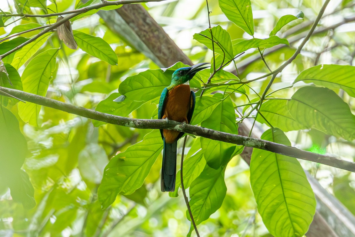 Great Jacamar - Mason Flint