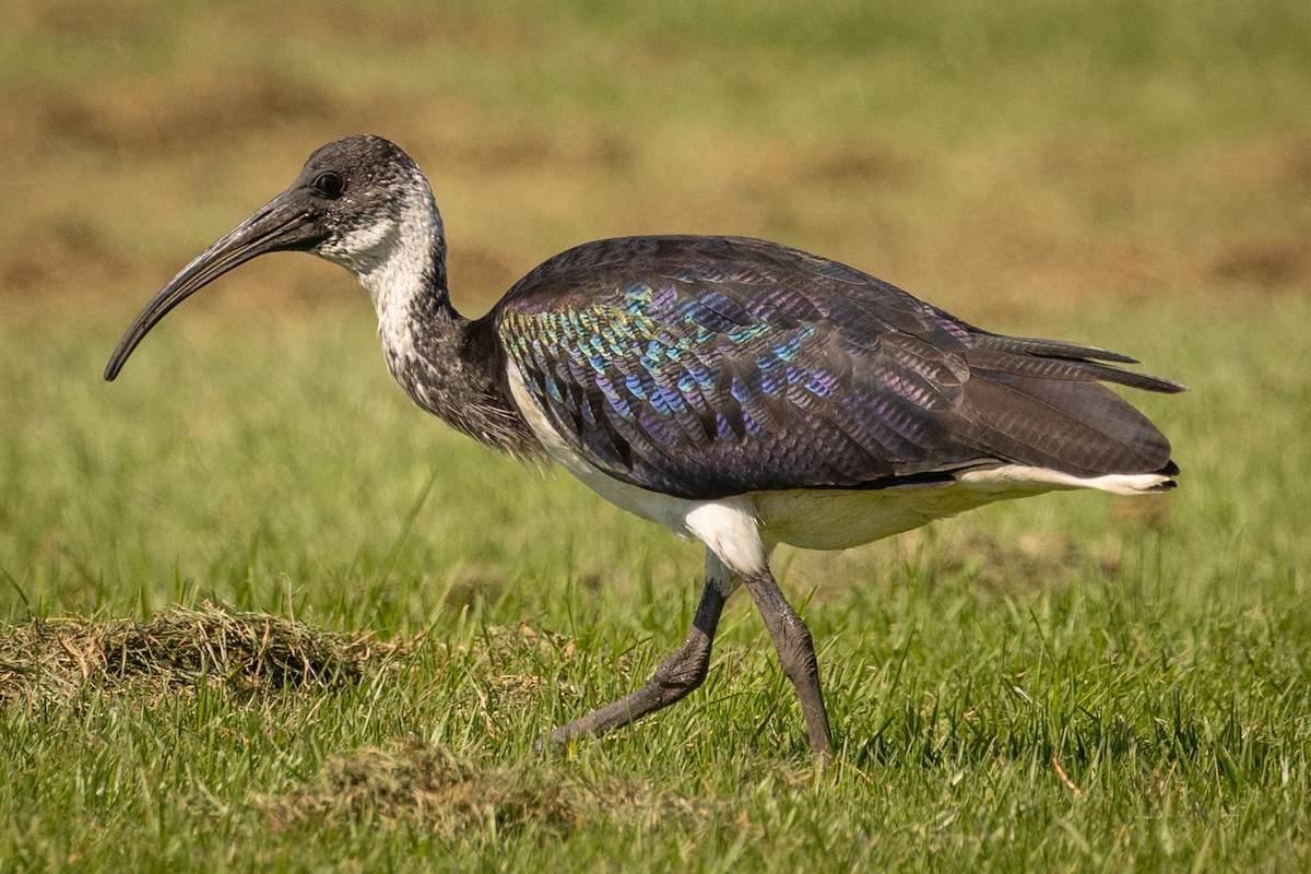 ibis slámokrký - ML616534352