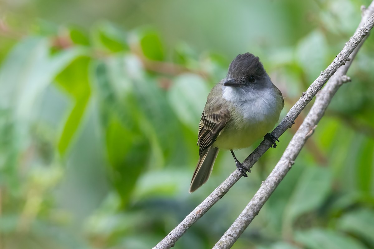 Pale-edged Flycatcher - ML616534395