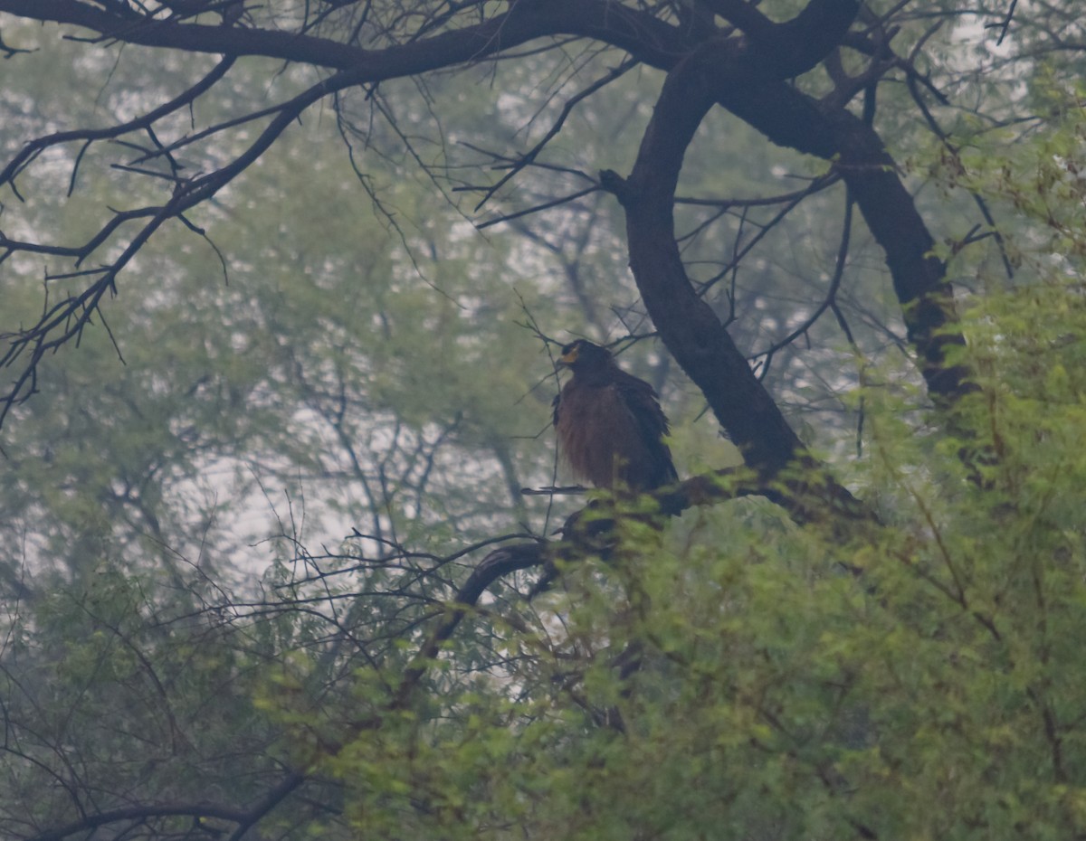 Crested Serpent-Eagle - ML616534398