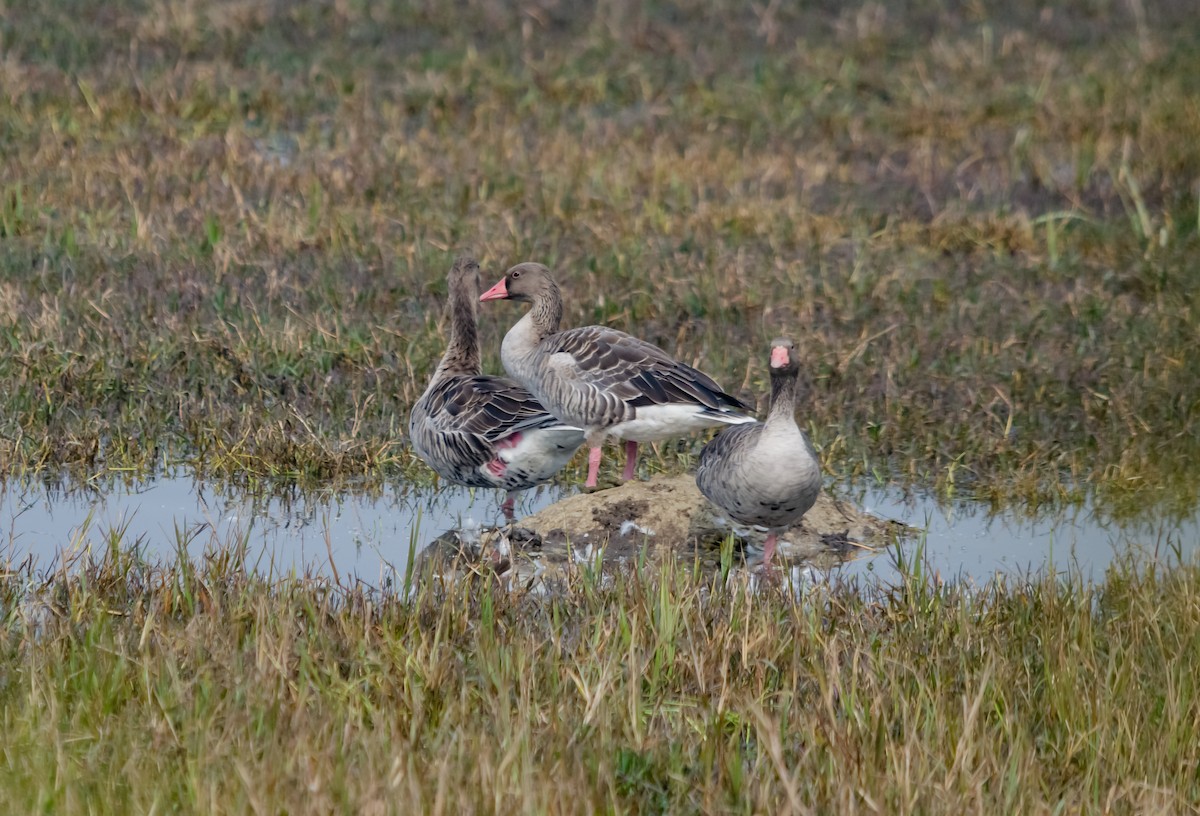 Graylag Goose - ML616534403