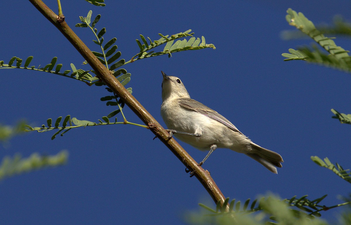 Lucy's Warbler - Curtis Marantz