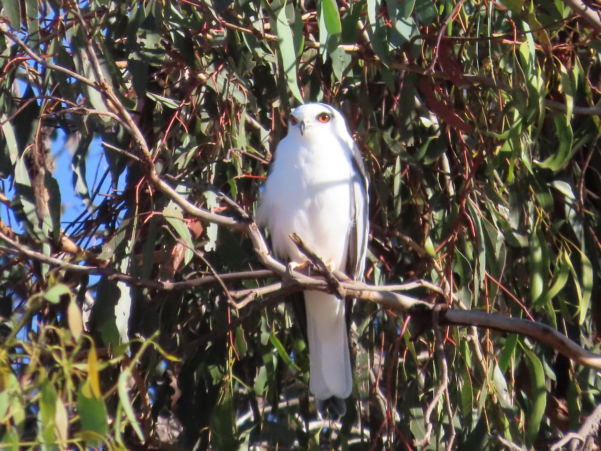 Black-shouldered Kite - Alistair Campbell