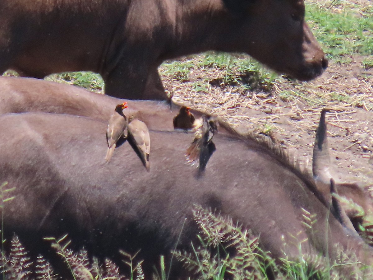 Yellow-billed Oxpecker - ML616534424