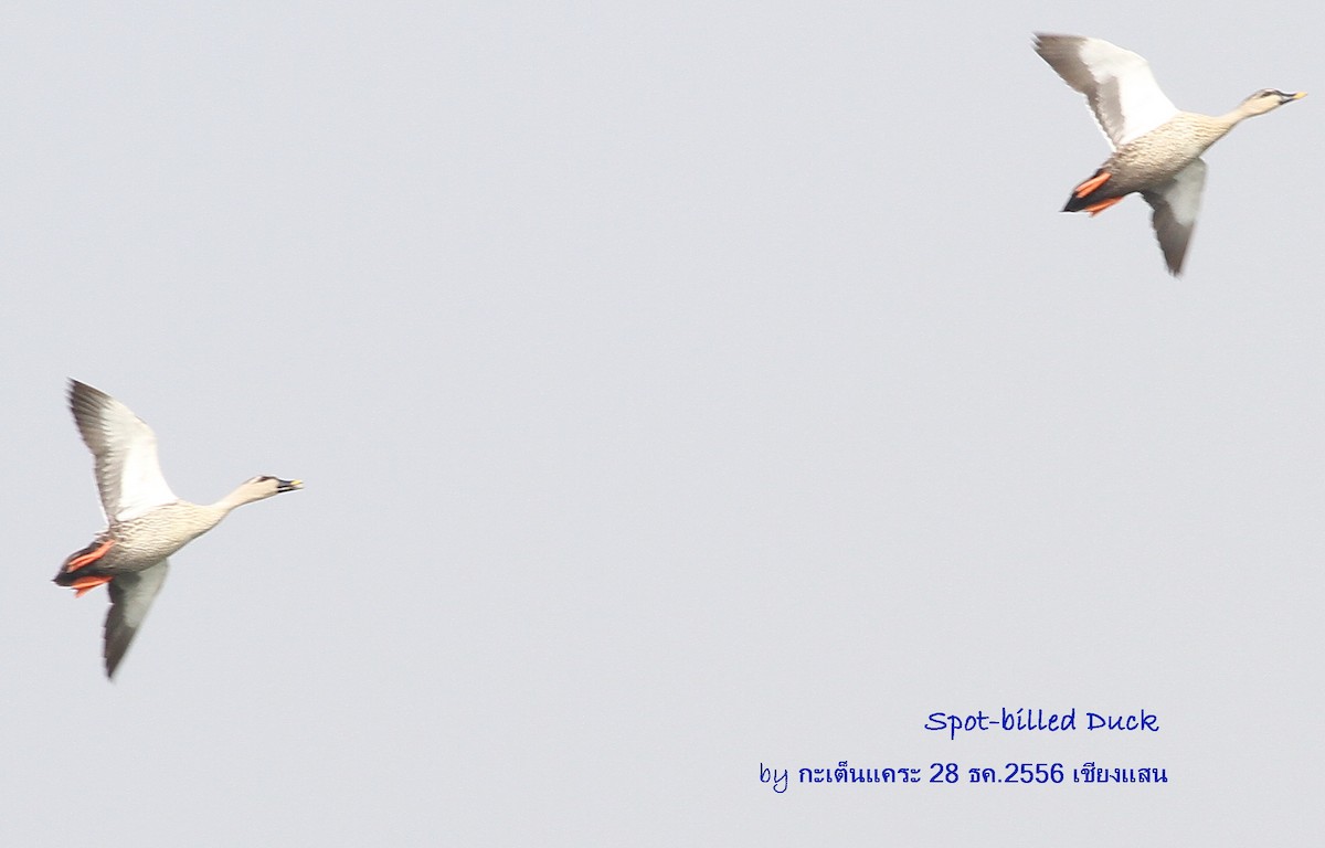 Indian Spot-billed Duck - ML616534431