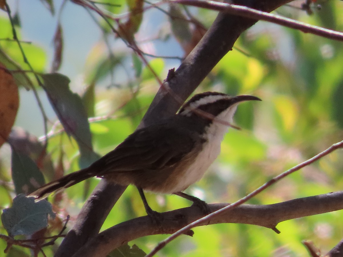 White-browed Babbler - Alistair Campbell