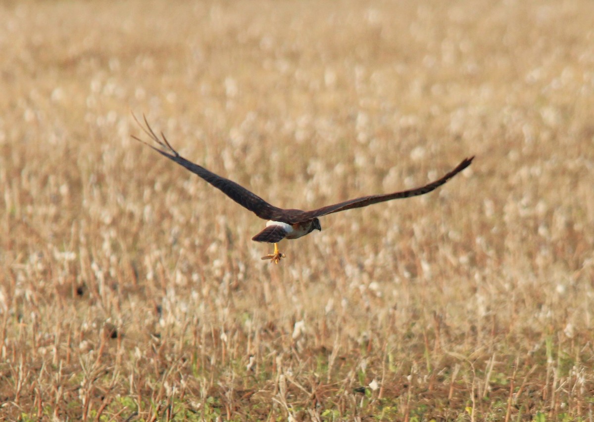 Northern Harrier - ML616534455