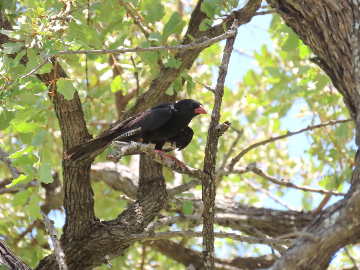 Red-billed Buffalo-Weaver - ML616534471