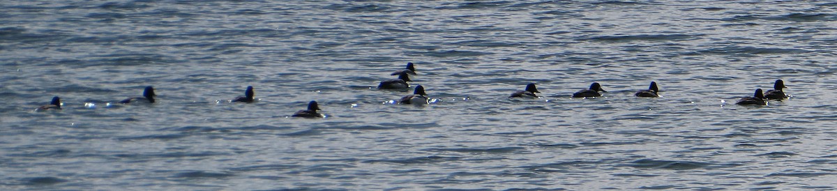 Greater/Lesser Scaup - Cyndi Smith