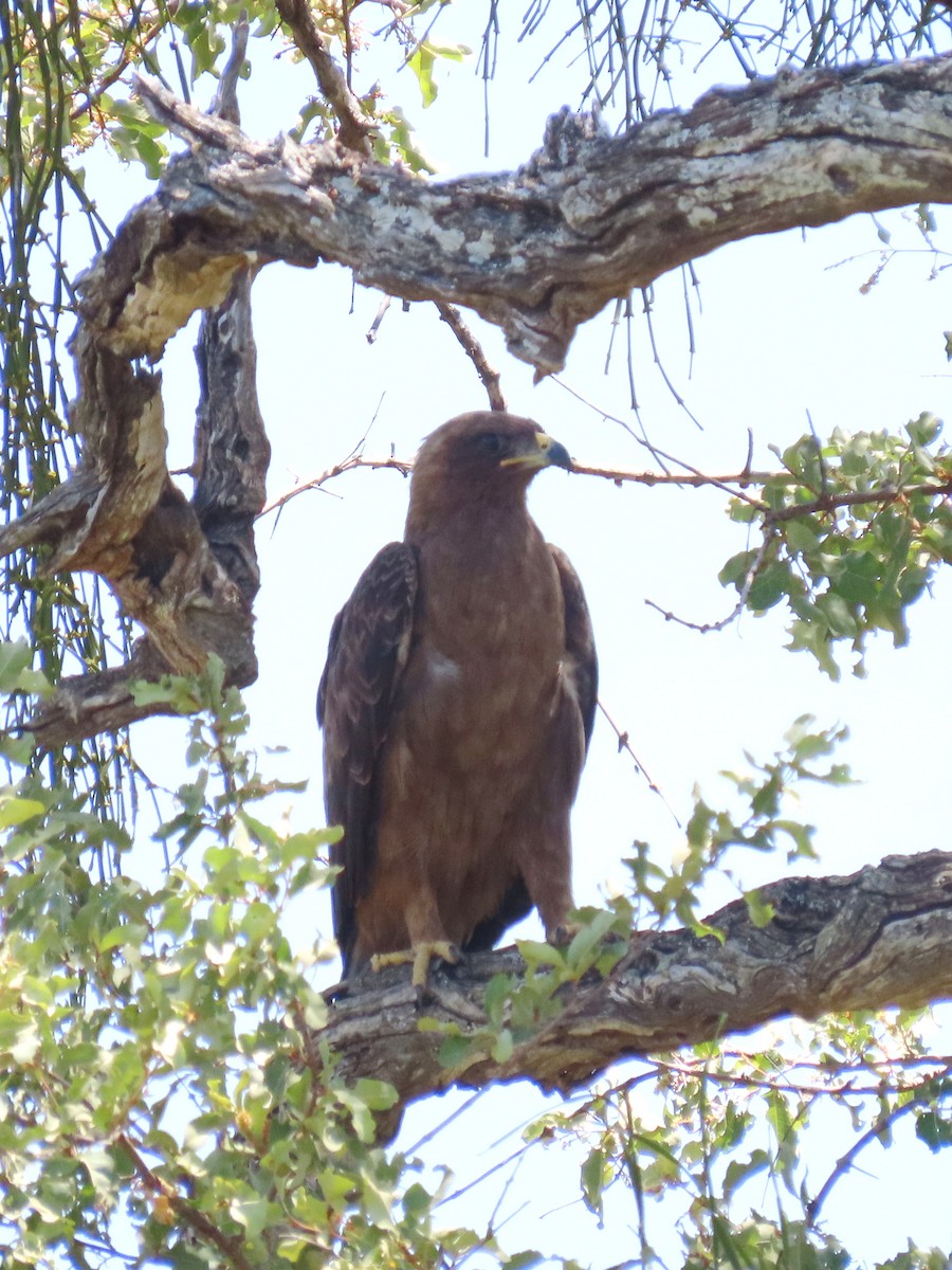 Lesser Spotted Eagle - ML616534594