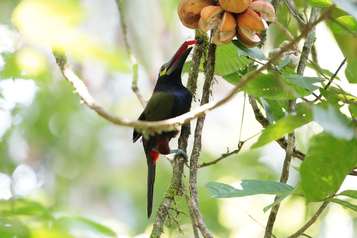 Toucanet à oreilles d'or - ML616534595