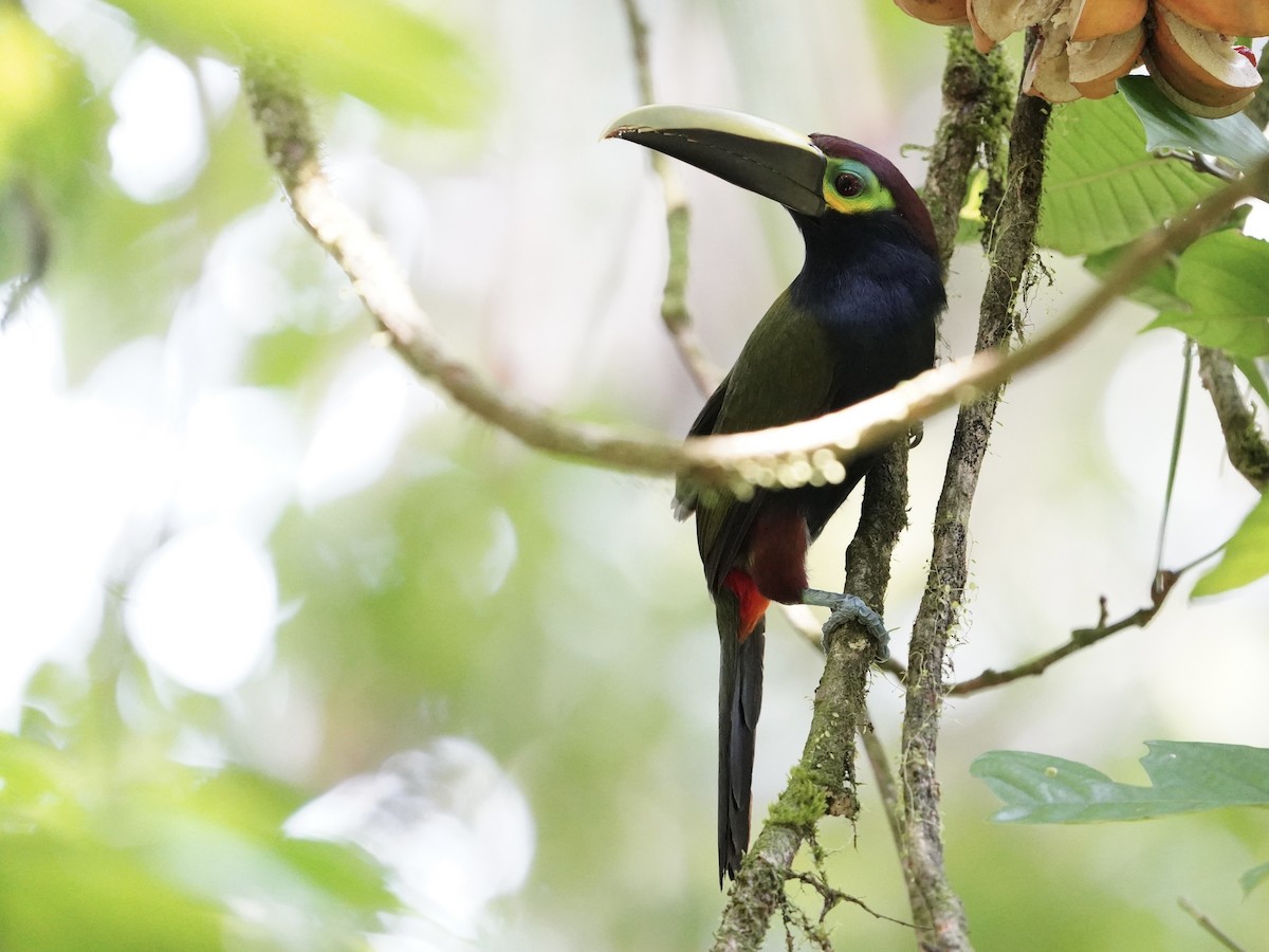 Toucanet à oreilles d'or - ML616534597