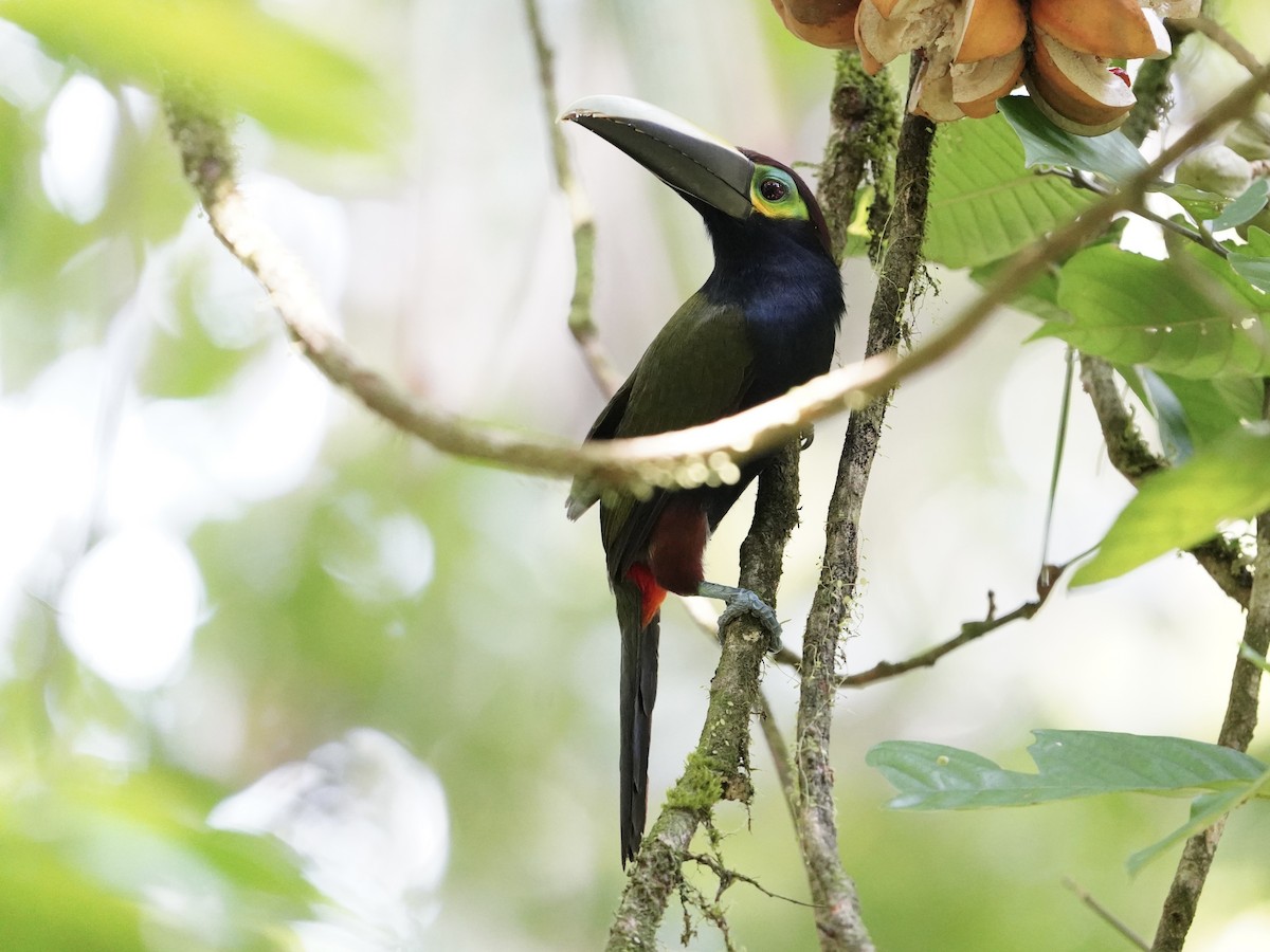 Yellow-eared Toucanet - Carlos Ulate