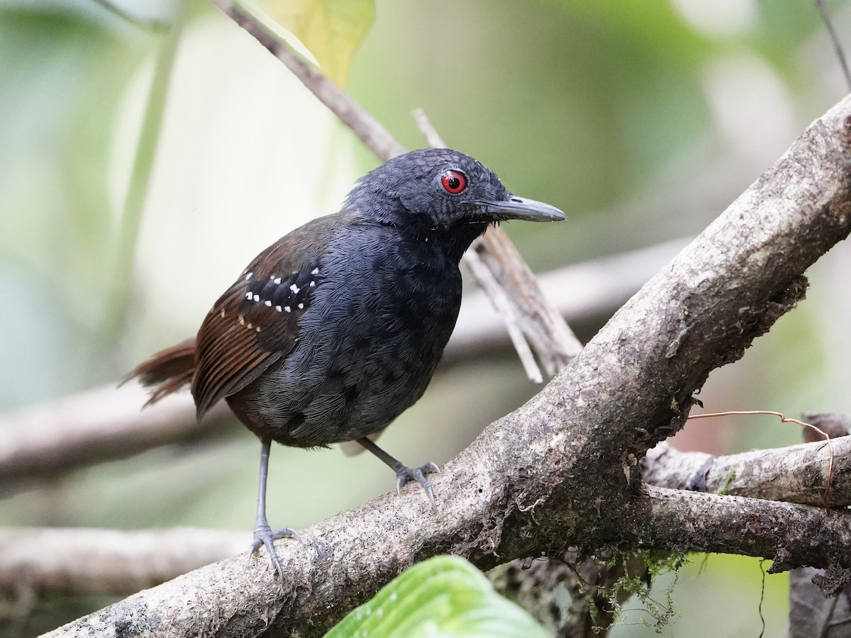 Dull-mantled Antbird - ML616534604