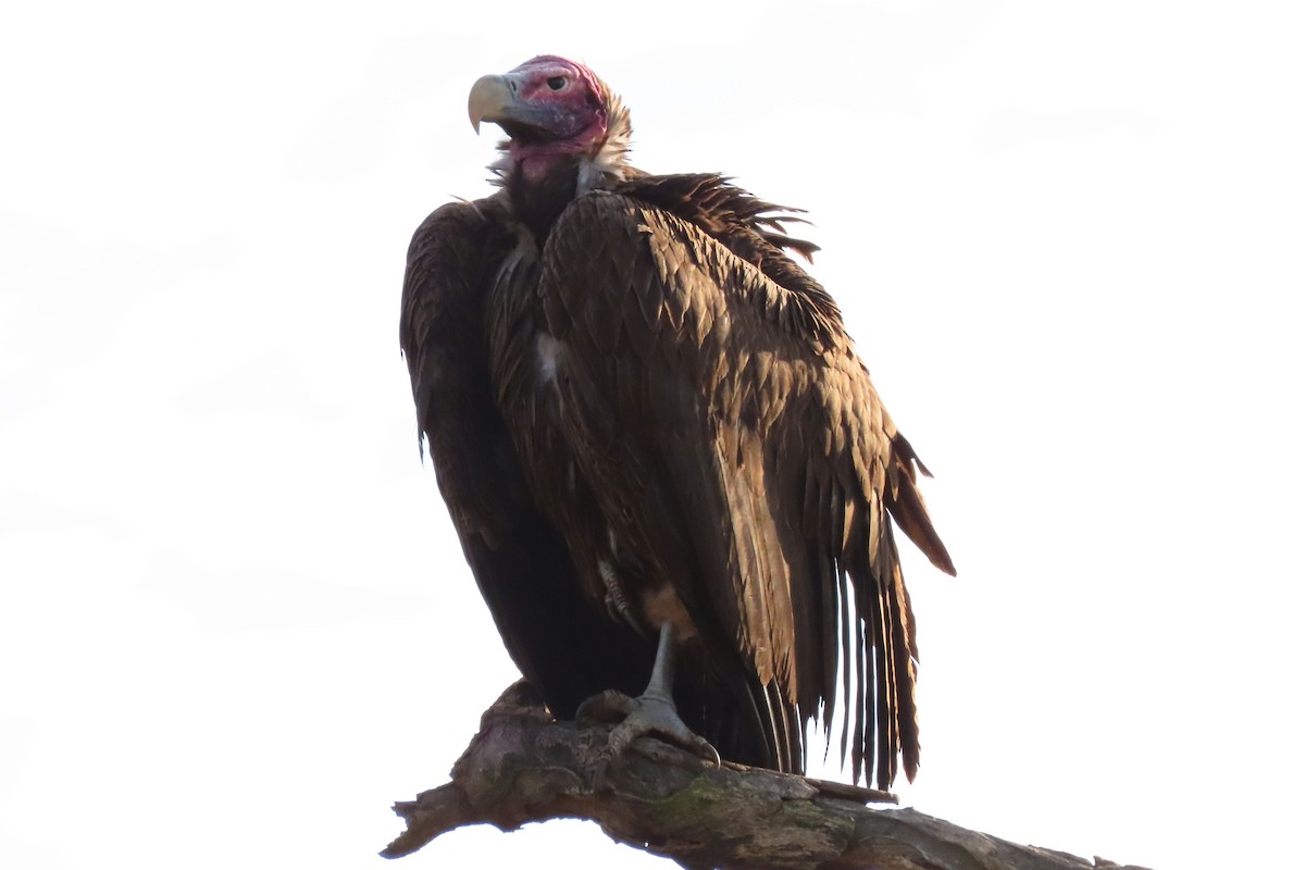 Lappet-faced Vulture - ML616534708