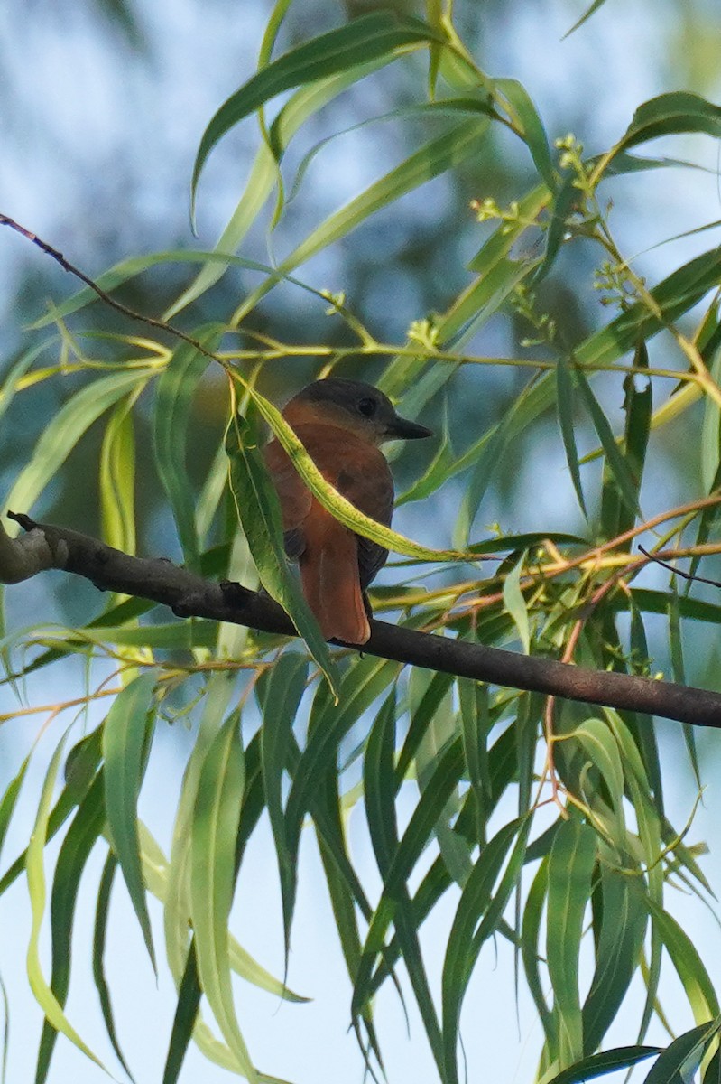 Crested Becard - ML616534712