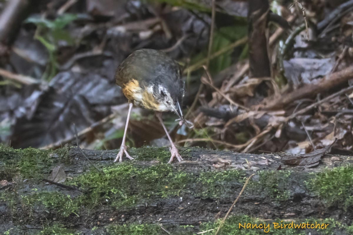 White-lored Antpitta - ML616534725