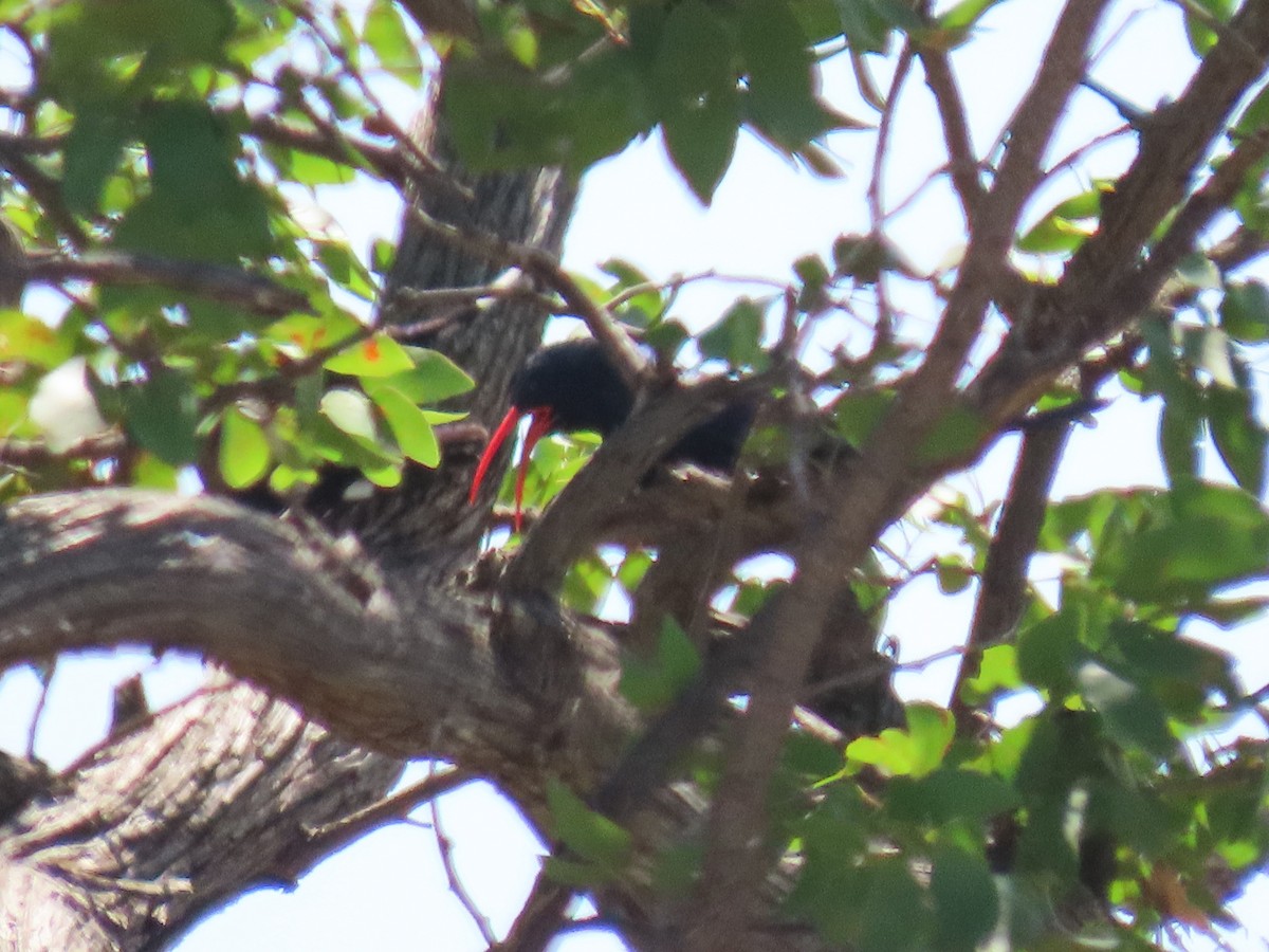 Green Woodhoopoe - ML616534733